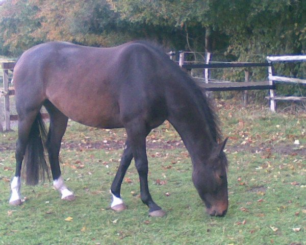 Pferd Chameur (Mecklenburger, 2004, von Cyrano)