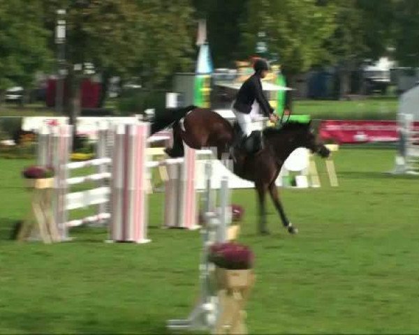 broodmare Al Cantina 2 (German Sport Horse, 2003, from Al Cantino (ex: Romario))