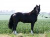 dressage horse Royal of Black (Hanoverian, 2007, from Rascalino)