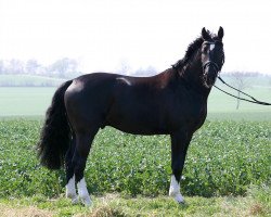 dressage horse Royal of Black (Hanoverian, 2007, from Rascalino)