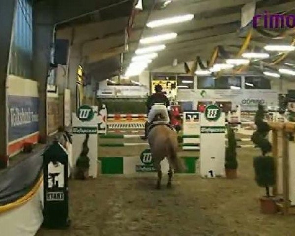 jumper Littlefoot 19 (Saxony-Anhaltiner, 2000, from Landrebell)