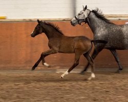 Springpferd Pretty Miss Madness (Holsteiner, 2022, von Madness)