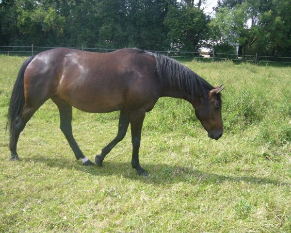 broodmare Alisha (Thoroughbred, 1994, from La Piko)