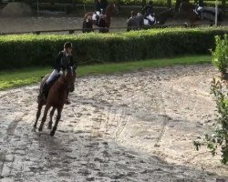 dressage horse Feline 81 (Trakehner, 2000, from Arrak)