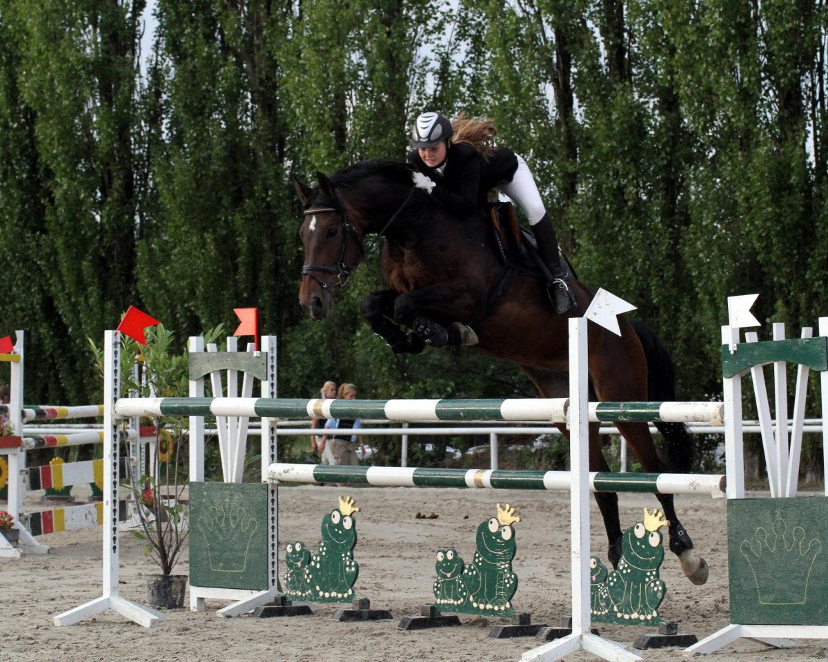 broodmare Lacosta (Westphalian, 1998, from Louisiana)