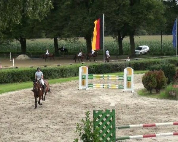 Springpferd Lou Lordana (Oldenburger, 2006, von Lordanos)