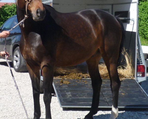 horse Lucas (German Sport Horse, 2003, from Lefevre)