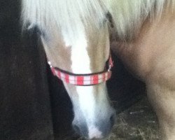 horse Luca van de Riga Ranch (Haflinger, 2005)