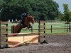 jumper Devils Joy WE (German Riding Pony, 2003, from Davignon)