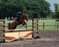 Springpferd Devils Joy WE (Deutsches Reitpony, 2003, von Davignon)