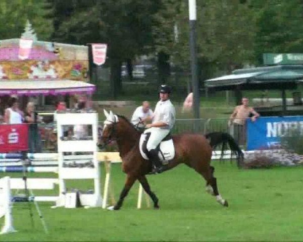 stallion Corton (Swedish Warmblood, 2000, from Cortez)
