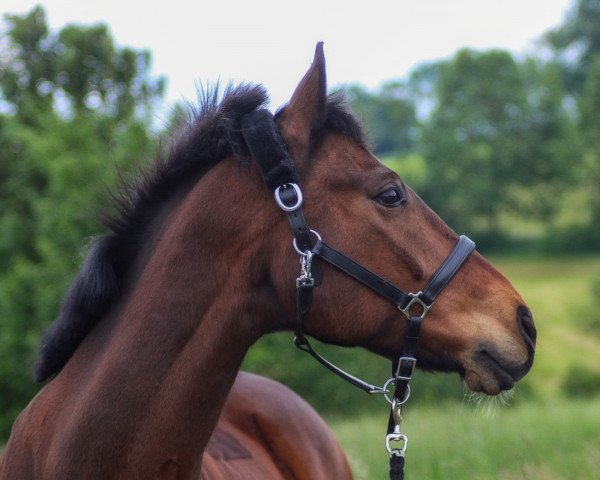 horse Laur Jonker (Polish Warmblood, 2005, from Landjonker S)