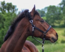 Pferd Laur Jonker (Polnisches Warmblut, 2005, von Landjonker S)