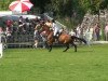 jumper Campina 30 (German Sport Horse, 2003, from Camporado B)