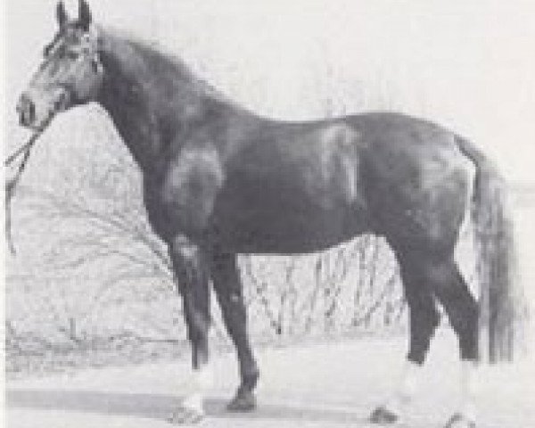 stallion Graf Douglas (Hanoverian, 1973, from Grande)