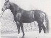 stallion Graf Douglas (Hanoverian, 1973, from Grande)