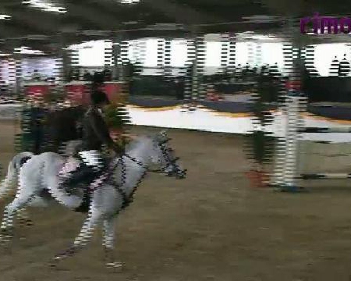 jumper Coulthard R (German Riding Pony, 1997, from Constantin)