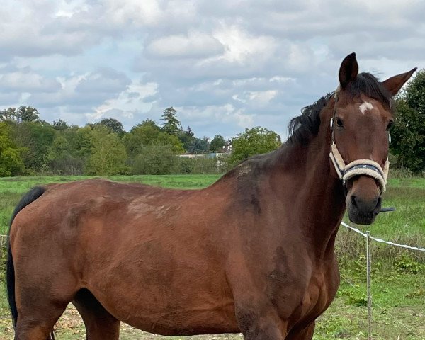 horse Linus 228 (Württemberger, 2000, from Le Champion)