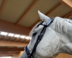 dressage horse Fidelio (Holsteiner, 2017, from For Romance I)