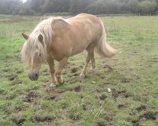 horse Alfons (Haflinger, 1994, from Alfonso I)