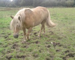 Pferd Alfons (Haflinger, 1994, von Alfonso I)