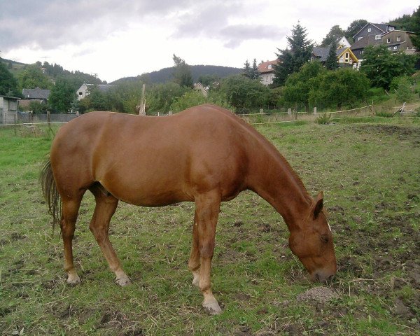 Pferd DH Golden Sugar (Quarter Horse, 1997, von TL Classic Tour)