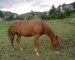 Pferd DH Golden Sugar (Quarter Horse, 1997, von TL Classic Tour)