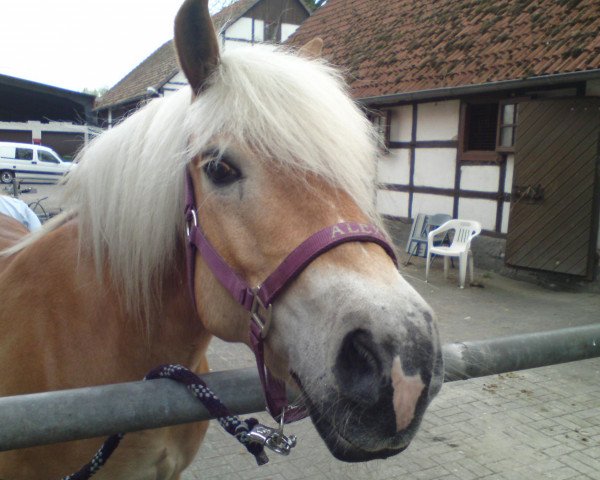 horse Alexa (Haflinger,  , from Antaris)