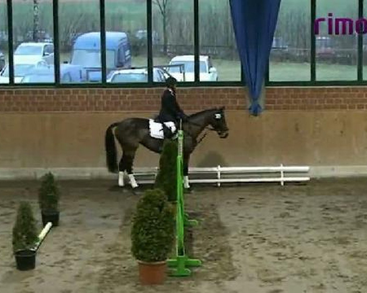 Zuchtstute Raja (Hessisches Warmblut, 2013)