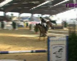 jumper Cassio 17 (Holsteiner, 2002, from Candillo Z)