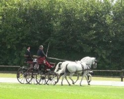 horse Maestoso Matyi (Lipizzaner, 1999, from 3148 Maestoso XXXV-64 (XL tm.))