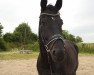 jumper Shooting Star 27 (Westphalian, 2007, from Show Star)