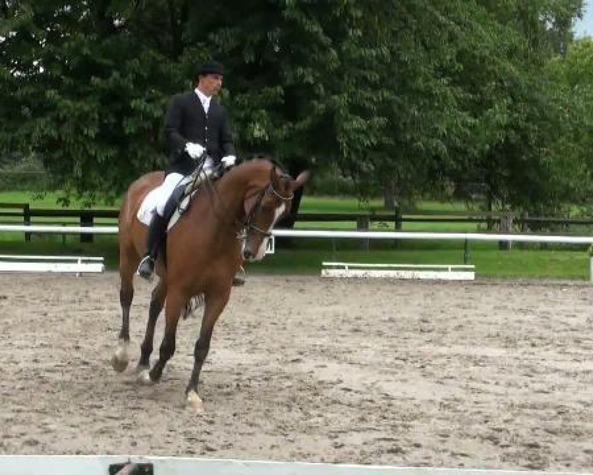 Dressurpferd Ratzinger 4 (Westfale, 2003, von Roh Magic)