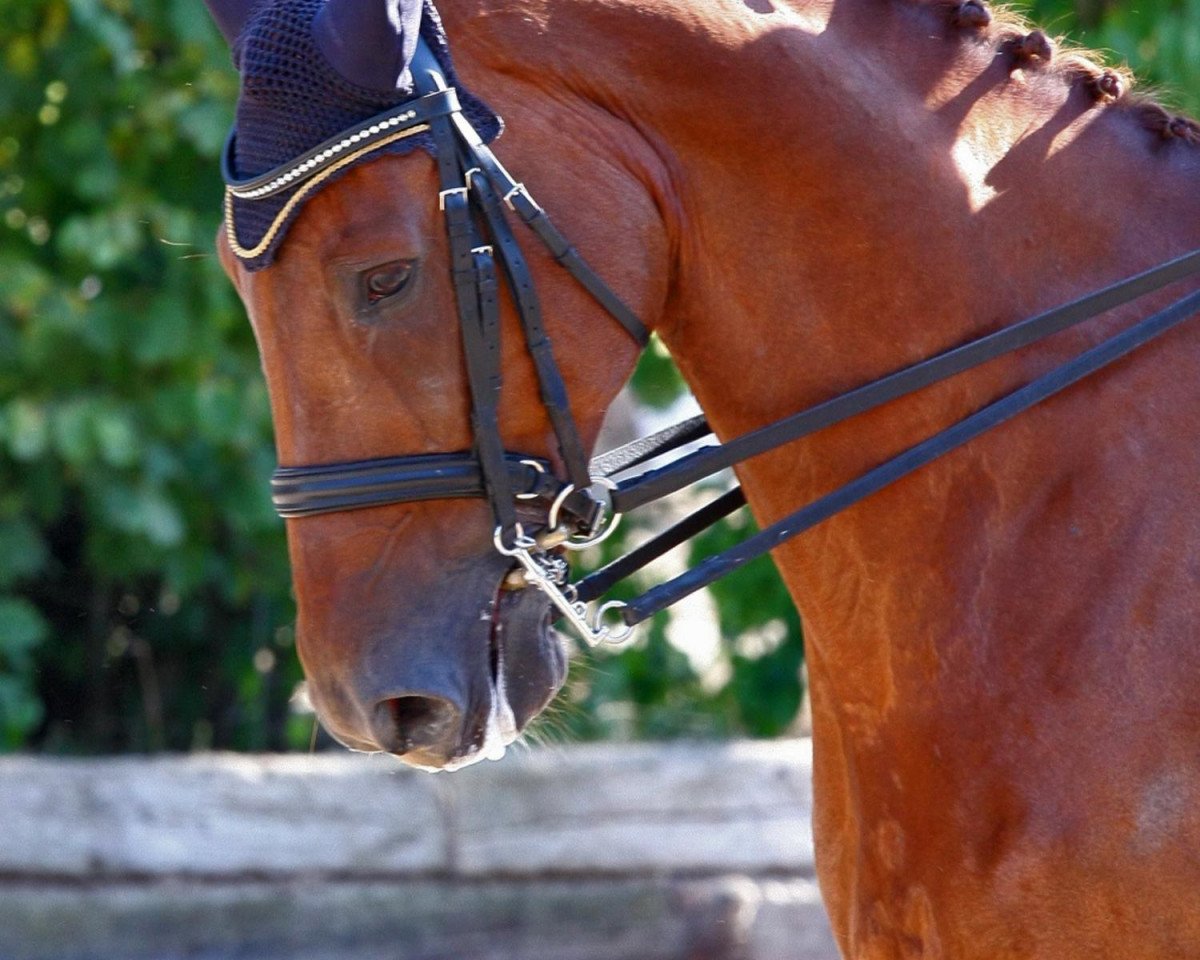 dressage horse Einstein 100 (Westphalian, 2000, from Ehrentanz I)