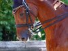 dressage horse Einstein 100 (Westphalian, 2000, from Ehrentanz I)