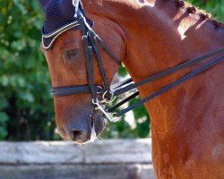 dressage horse Einstein 100 (Westphalian, 2000, from Ehrentanz I)