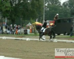 dressage horse Rangano (Westphalian, 2005, from Bmc Roman Nature)