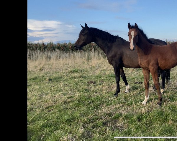 Springpferd Sayid (Hannoveraner, 2022, von Stanly)