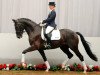 dressage horse Rüdiger (Westphalian, 2008, from Rubitano)