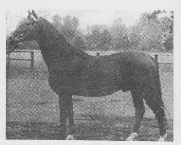 stallion 2979 Quoniam-17 (Czech Warmblood, 1960, from Quoniam)
