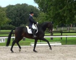 dressage horse Robbespierre 5 (Rhinelander, 2000, from Rocket Star)