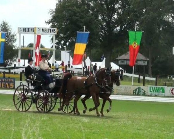 dressage horse Watson 127 (Hanoverian, 1999, from Wolkentanz I)