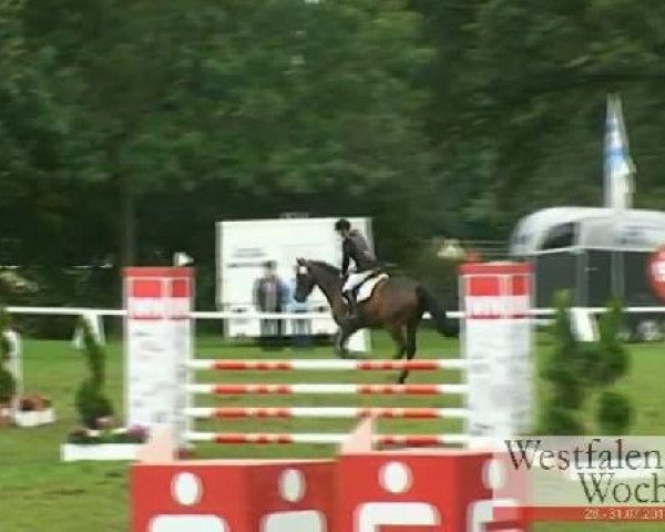 Springpferd Hobbit 11 (Westfale, 2003, von Houston)