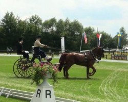 Pferd Redfordt (Hessisches Warmblut, 1999, von Rodgau)