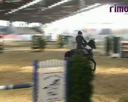 jumper Sympathie 48 (Oldenburg show jumper, 2004, from Welcome Sympatico)