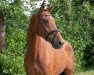 jumper Lalou Vk (Oldenburg show jumper, 2017, from VDL Bubalu)