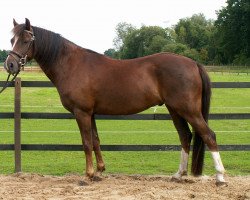 horse Lindavia Chester (Welsh-Pony (Section B), 2003, from Courage)