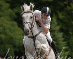 stallion Rober (Hungarian Warmblood, 1990, from Roberto)