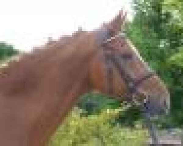 dressage horse Warsteiner (German Sport Horse, 2003, from Weltstern)
