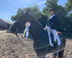 dressage horse Fritzi H (Westphalian, 2013, from Franziskus FRH)